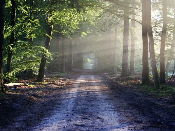 hier steht der Alternativer Text 