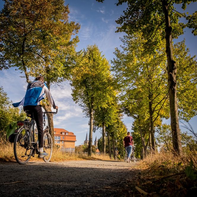 Fuß- und Radweg auf dem Langelinienwall mit Bäumen und Radfahrer