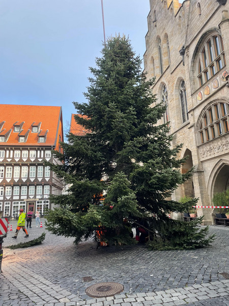 Die Weihnachtstanne 2025 auf dem Hildesheimer Marktplatz