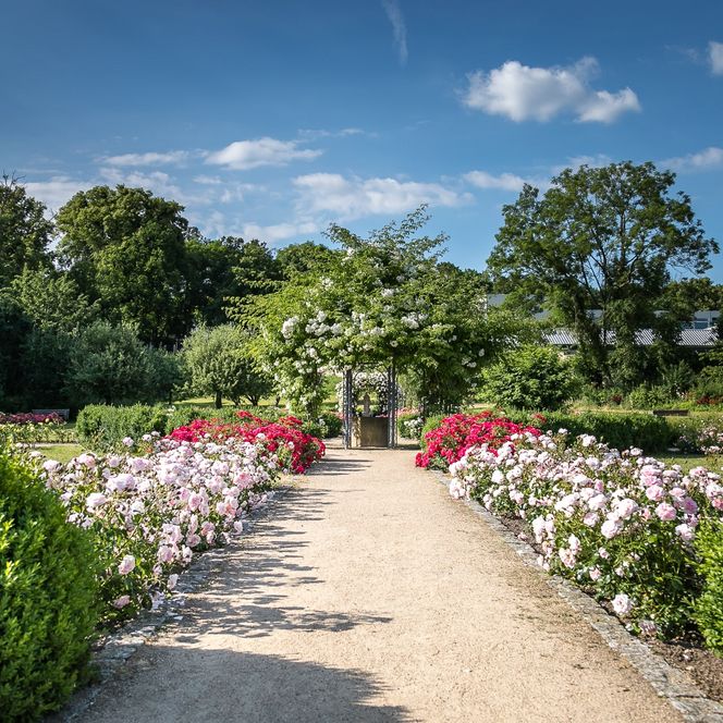 Kleiner Pfad mit verschiedenen Blumen im Magdalenengarten 