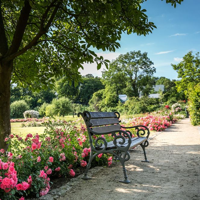 Bank am Wegrand im Magdalenengarten, unter einem Baum und vor blühender Wegbepflanzung