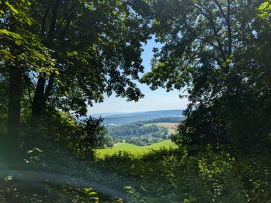 Blick durch dichten Wald auf grüne Hügel und Felder bei klarem Sommerhimmel.