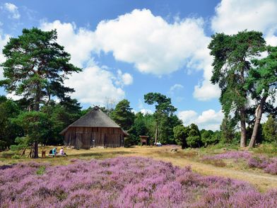 Schafstall mit Reetdach und blühende lila Heide im Heidegebiet Heiliger Hain in Wahrenholz/Betzhorn.