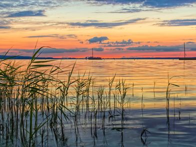Steinhuder Meer-Sonnenuntergang-Schilf-Auswanderer Steinhuder Meer-Sonnenuntergang-Schilf-Auswanderer