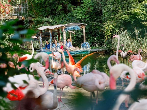 Bootstour durch den Zoo Hannover mit Flamingos im Vordergrund