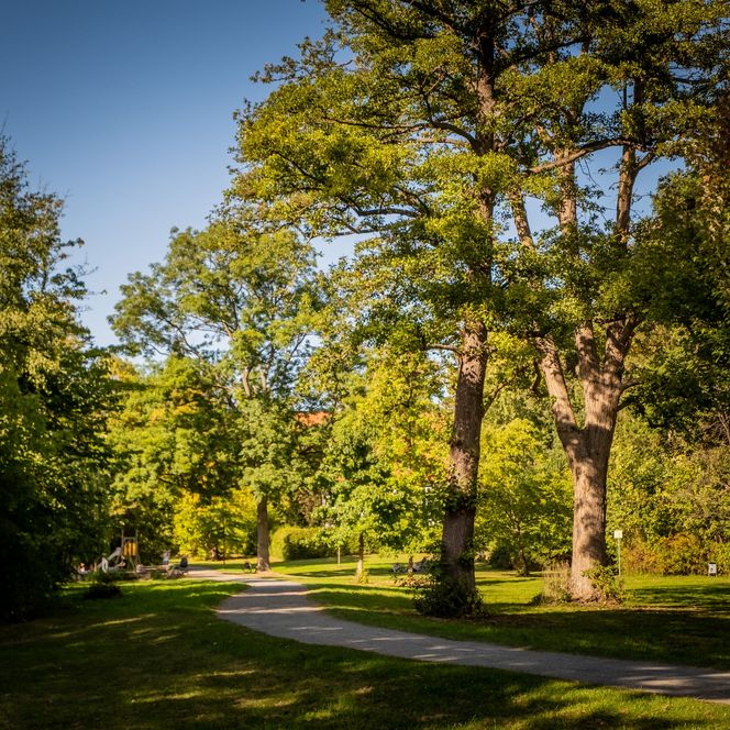 Weg durch den Ernst-Ehrlicher-Park umgeben von Bäumen 